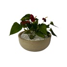 Vaso Planta Orquidea Suculentas 35x15 Bacia Cuia Polietileno