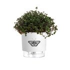 Vaso plast.Autoirrig.Borbolet PP XXcm br