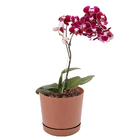 Vaso Plástico Anti-Dengue 14x15cm Terracota Vasart