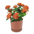 Vaso Plástico Anti-Dengue 9x10cn Terracota Vasart