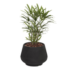 Vaso Plastico Cumbuca Preto 40x50cm Vasap