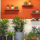 Vaso Plastico Cumbuca Terracota 25x30cm Vasap