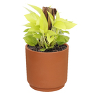 Vaso Plastico Cumbuca Terracota 51x50cm Vasap