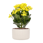 Vaso Plástico Groove Bege 10x6cm OU