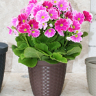 Vaso Plástico Rattan Tabaco 14cm