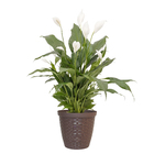 Vaso Plástico Rattan Tabaco 18x20cm Okla