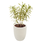 Vaso Plástico Relevo com Prato Branco 28x24cm  Vasart