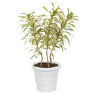 Vaso Plástico Roma Cinza 28x35cm Desli