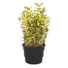 Vaso Plástico Roma Preto 17x21cm Desli