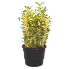 Vaso Plástico Roma Preto 20x25cm Desli