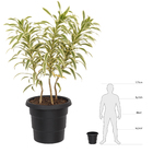 Vaso Plástico Roma Preto 24x26cm Desli