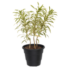 Vaso Plástico Roma Preto 28x35cm Desli