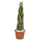 Vaso Plástico Roma Terracota 14x18cm Desli