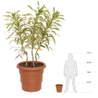 Vaso Plástico Roma Terracota 24x26cm Desli