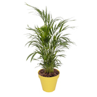 Vaso Plastico Sampa Amarelo Pastel 16x18cm Naterial