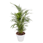 Vaso Plastico Sampa Branco  16x18cm Naterial