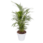 Vaso Plastico Sampa Branco  19x20cm Naterial