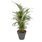 Vaso Plastico Sampa Cinza Pastel 16x18cm Naterial