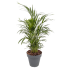 Vaso Plastico Sampa Cinza Pastel 19x20cm Naterial