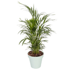 Vaso Plastico Sampa Verde Pastel 19x20cm Naterial