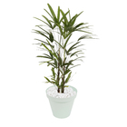 Vaso Plastico Sampa Verde Pastel 22x25cm Naterial