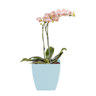 Vaso Plastico Siena Azul Pastel 13x14cm Naterial