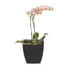 Vaso Plastico Siena Preto  13x14cm Naterial