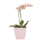 Vaso Plastico Siena Rosa Pastel 13x14cm Naterial