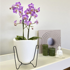 Vaso Plástico Tryas 18x17cm Branco Floridis