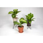 Vaso Plastico Veneza Cinza 15x15cm West Garden