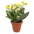 Vaso Plástico Vicenza Terracota 10x13cm Desli