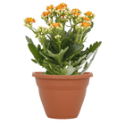 Vaso Plástico Vicenza Terracota 11x15cm Desli