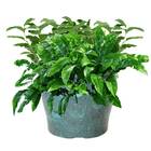 Vaso Primavera 03 (3l) Verde Guatemala Nutriplan