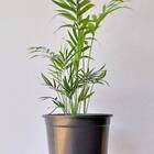 Vaso Primavera Nº6 Preto (10,5l) Nutriplan