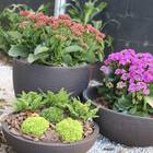 Vaso Redondo Bacia Linea 60cm Japi