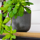 Vaso Redondo Decorativo Cinza 12 5x12 5 Cm F04 - D'rossi