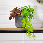 Vaso Redondo Decorativo Cinza 12 5x12 5 Cm F04 - D'rossi