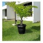 Vaso Redondo N 50 Rischioto Preto