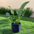 Vaso Redondo Para Plantas 20x23cm em Polietileno 7l Azul