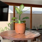 Vaso Redondo Para Plantas 20x23cm em Polietileno 7l Marrom