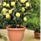 Vaso Redondo Primavera 02 Nutriplan Cerâmica