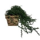 Vaso Retangular De Cerâmica Na Cor Cobre Com Planta Caída