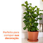 Vaso Reto Badi Terracota 42 Terrano