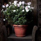 Vaso Romano Redondo 03 Com Prato Nutriplan Cor Tabaco