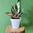 Vaso Sampa (12x11 Cm) Branco Vasart