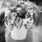 Vaso Sampa (12x11 Cm) Branco Vasart