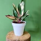 Vaso Sampa (16x14 Cm) Branco Vasart