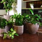 Vaso Sp27 (33x27) Antique Castanho Vasart