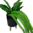 Vaso Tripé De Madeira Preto De Cerâmica Com Planta Caída