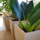 Vaso Viena 40 X 30 Cm Preto - Alpe & Aritana